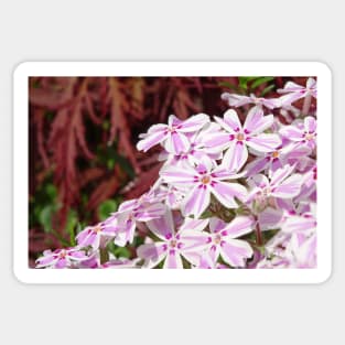 Phlox Subulata Candy Stripe Sticker